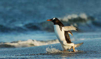 Close up of a Gentoo penguin in Atlantic ocean
