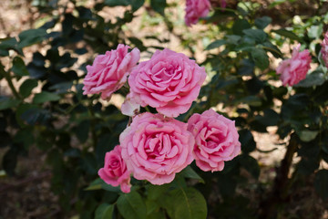 Grupo de rosas de color rosa