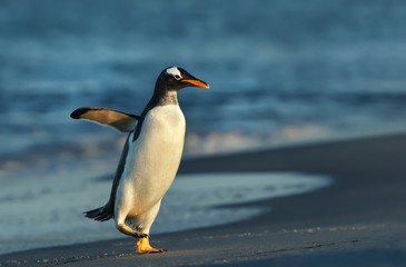 Gentoo penguin coming ashore from stormy waters
