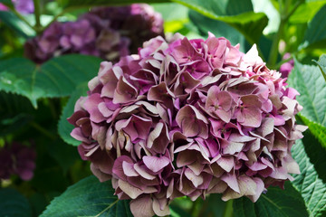 Grandes flores de hortensia lila