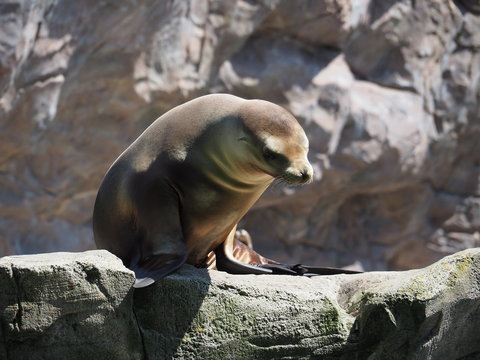 An image of a seal sitting on a rock