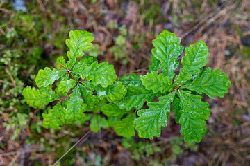 Rain drops on oak tree leaves. Trees covered with dew in the forest.