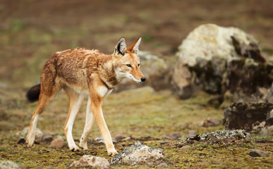 Close up of a rare and endangered Ethiopian wolf