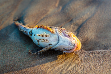 Dead fish shorthorn sculpin on a seashore sand
