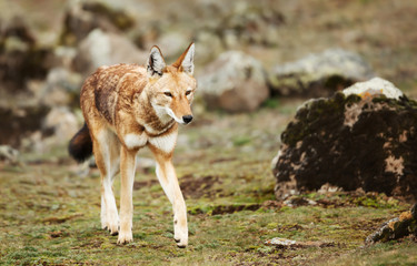 Close up of a rare and endangered Ethiopian wolf