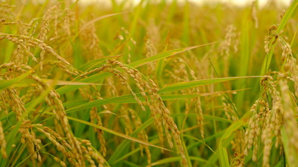 田んぼ ear of rice 実りの秋 稲穂  収穫 千葉県