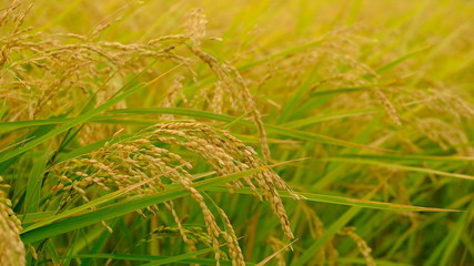 実りの稲穂 日本の秋 お米 収穫 農業 自然 ご飯 白米