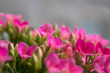 Kalanchoe blossfeldiana de pequeñas flores rosas