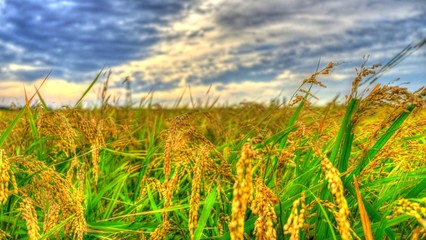 実りの稲穂 日本の秋 お米 収穫 農業 自然 ご飯 白米2