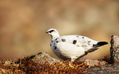 Close up of a male Rock Ptarmigan