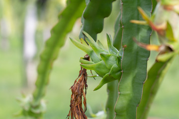 Dragon fruit field or  Landscape of pitahaya field, A pitaya or pitahaya is the fruit of several cactus species indigenous to the Americas