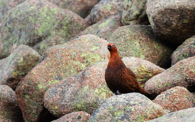 Male red grouse perched on rocks