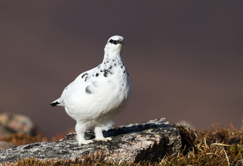 Close up of a male Rock Ptarmigan