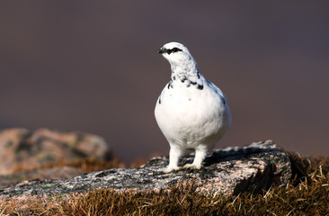 Close up of a male Rock Ptarmigan