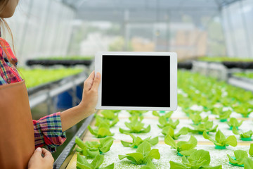 Farmer holding a tablet in hydroponic vegetable farms