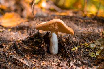 Mushrooms in the autumn forest close-up. Macro shooting.