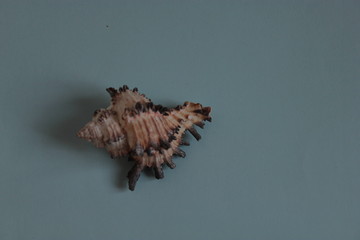 A marine cockleshell lies on a wooden blue table