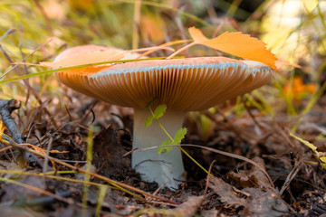 Mushrooms in the autumn forest close-up. Macro shooting.