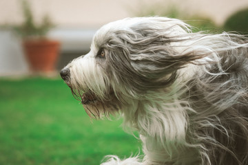 Portrait von einem Bearded Collie