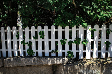 fence in trees