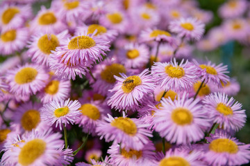 Fototapeta premium Colorful chamomile in garden, summer background