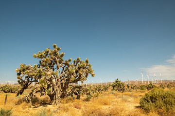 Mojave Desert Joshua Tree 