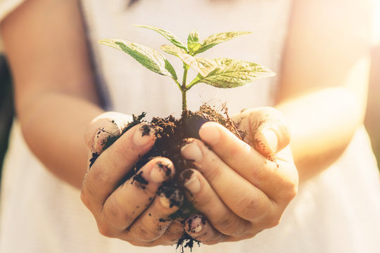 Young plant tree sprout in woman hand. Concept of farming and environment protecting.