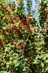 Bush of Berberis in fine weather