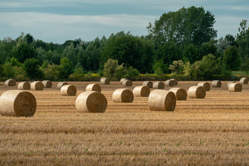 Fototapeta premium Cheerful autumn scene with round bales of straw on a mown cereal field