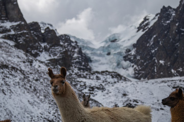 The llamas of Bolivia