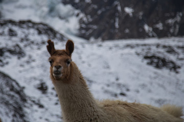 The llamas of Bolivia