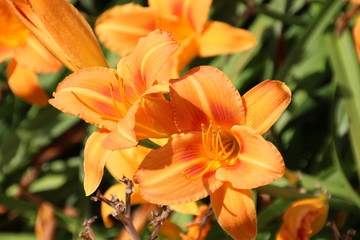 Obraz na płótnie Canvas Closeup Of The Lilies, U of A Botanic Gardens, Devon, Alberta