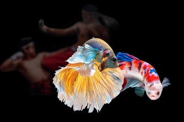 movement of betta fishes on thai boxing background