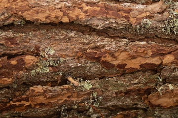 Tree bark closeup. wood texture. wooden background