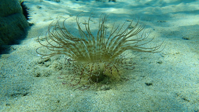 The cylinder anemone or coloured tube anemone (Cerianthus membranaceus)