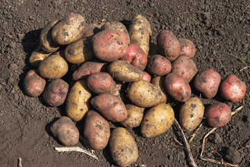 Harvesting potatoes in Siberia