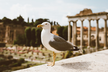 Mediterranean gull seating on stones of Roman forum in Rome, Italy