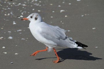 Möve am Ostseestrand