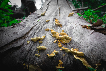 Mushrooms on tree trunks