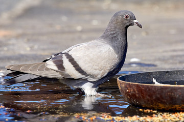 Pigeons close-up on a combined background