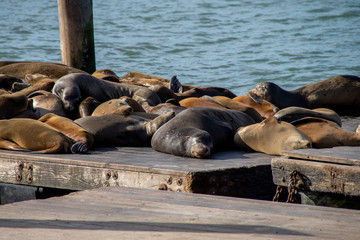 Many sea lions on Pier 39 in San Francisco, California, USA.