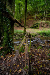 Wald mit kleinem Wildbach