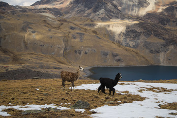 The llamas of Bolivia