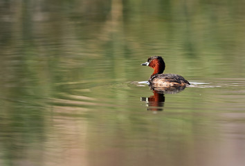 Little grebe swimming in Buhair lake, Bahrain 