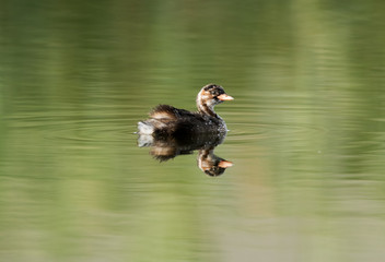 Little grebe swimming in Buhair lake, Bahrain 
