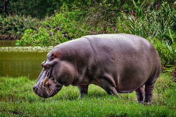 Hippopotamus coming out of the water