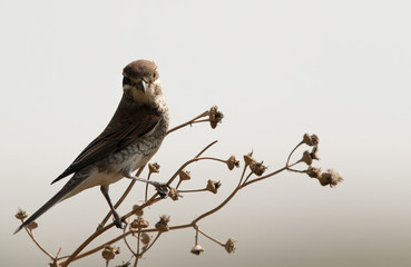 Isabelline shrike perched on tall grass at Hamala, Bahrain 