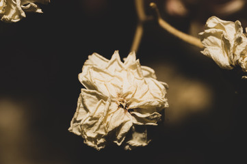 Dried white flowers close up. floral background