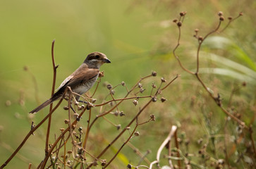 Fototapeta premium Isabelline shrike perched on tall grass at Hamala, Bahrain 