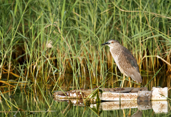 Night herons perched on rock near Bhuair lake, Bahrain 